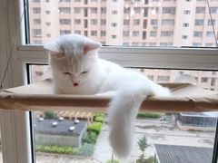 -MOYOYO猫咪咖啡店