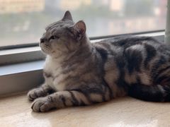 -Cappucimeow猫咪咖啡馆(韦伯时代店)