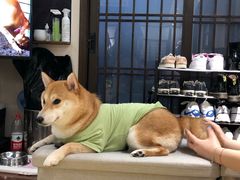 -逗柴咖啡屋·狗咖猫咖宠物桌游