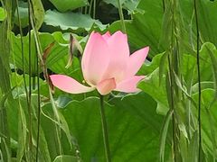 -紫竹院公园冰场