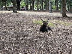 -奈良公园