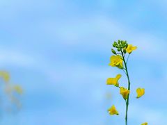 -光明小镇欢乐田园