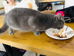 -平行世界·猫咖(首经贸店)