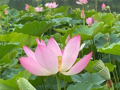 景点-燕郊植物园