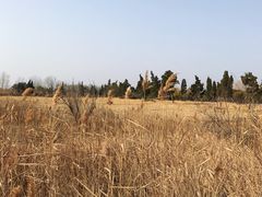 -盐城丹顶鹤湿地生态旅游区