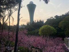 -狐尾山公园