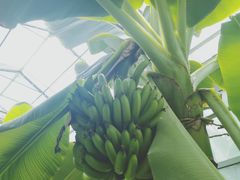 -呀路古热带植物园