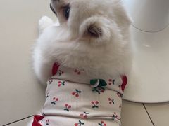 -怪兽屋·羊驼·猫咖·狗咖(俊华广场店)