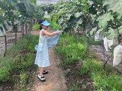 -马陆小张葡萄园农家乐