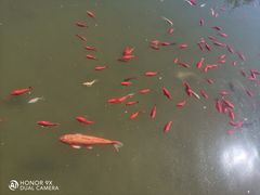 -石家庄市植物园