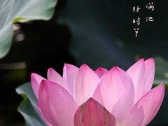 -大宁公园