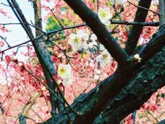 -无锡梅园公园