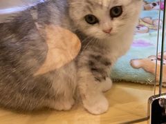 -momokira米努特·德文卷毛猫·棉花面纱犬