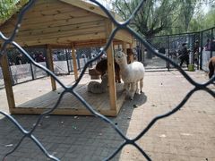 -长白岛森林公园