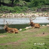 SUMMER[糖果]保护区看鹿