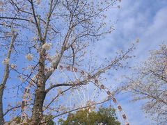 -顾村公园