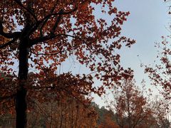 -顺峰山公园