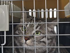 -达爱动物医院·犬猫分区·CT·复杂眼科(远洋山水分院)