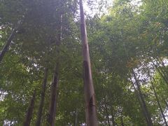 -龙寺生态园