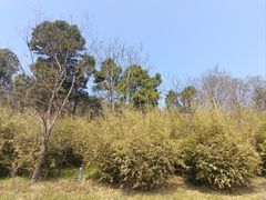 -老山国家森林公园