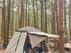 -重庆睡佛山森林公园