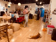 -Cappucimeow猫咪咖啡馆(韦伯时代店)