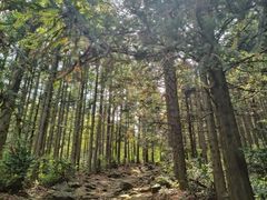-四明山国家森林公园