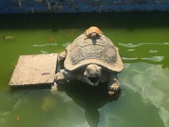 千龟寿池-陶祖圣境风景区