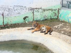 -栾川竹海野生动物园