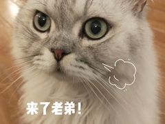 -猫友咖啡店(玉林西路店)
