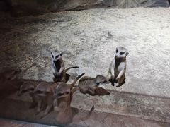 -绿色星球动物主题公园