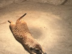 -绿色星球动物主题公园
