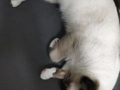 -美联众合爱康动物医院•复杂内科•肿瘤科•牙科•腔镜诊疗中心