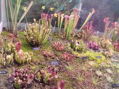 -中国科学院西双版纳热带植物园