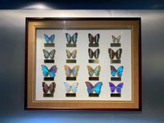 -上海昆虫博物馆