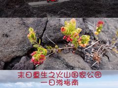 -夏威夷火山国家公园