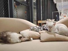 -怪兽屋·羊驼·猫咖·狗咖(俊华广场店)