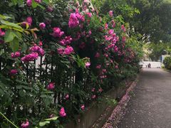 -上海财经大学-新食堂