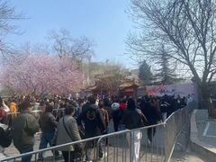 -桃花堤公园