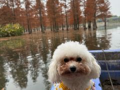 -白鹭湾湿地公园