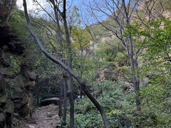 -大岭沟猕猴桃谷风景区