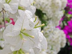 -眉山湿地公园(东坡区)