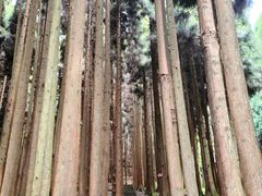 -武陵山森林公园