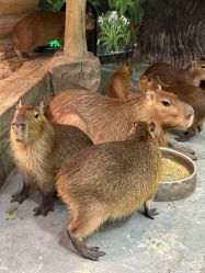 -Zoolung Zoolung动物主题公园(海信广场店)