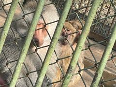 -合肥野生动物园