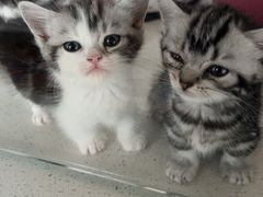 -糯米喵星人总部直营旗舰店·猫舍·幼猫出售