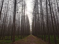 -日照海滨国家森林公园