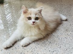-lincat·猫舍(广州店)
