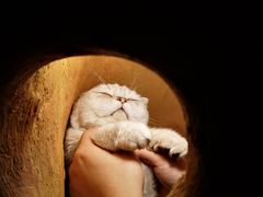 -猫猫幼稚园·撸猫·桌游·电玩