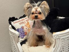 -瑞鹏宠物医院·爱宠堂·骨外专科(西荷分院)